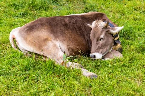 Brown Cow Resting Peacefully on Grass Stock Photos
