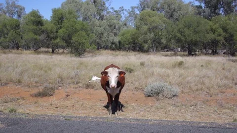 Brown Cow on Roadside Video stock 102156871