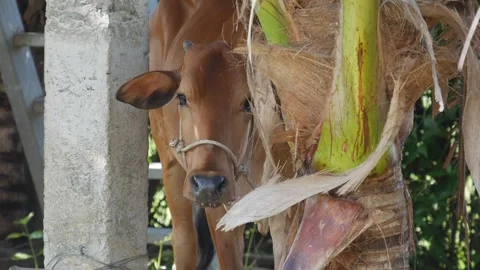 Brown cow with a rope halter standing in a rural enclosure, peeking from behind Vídeos de archivo 341758435