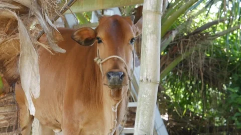 Brown cow with a rope halter stands in a rural pen and turns its head nearby gre Stock Footage 343707987