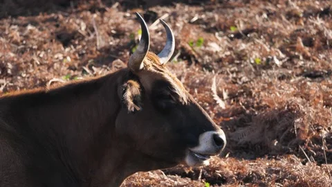 Brown cow ruminating Stockbeeldmateriaal 167176915