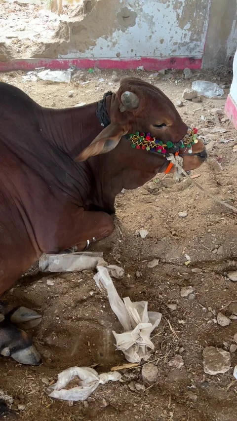 Brown Cow in Rural Farm Setting vertical Stock Footage 337736646