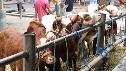 Brown Cow (sapi qurban) Stock Footage 276320191