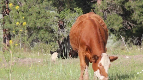Brown Cow Sits Down in Field Video stock 25273246