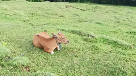 Brown cow sitting and chewing grass Stock Footage 333909277