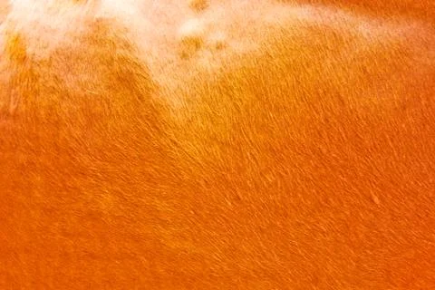 Brown cow skin texture pattern background, asia thai agriculture Foto stock