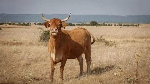 Brown cow in the smoothness Stock-Fotos