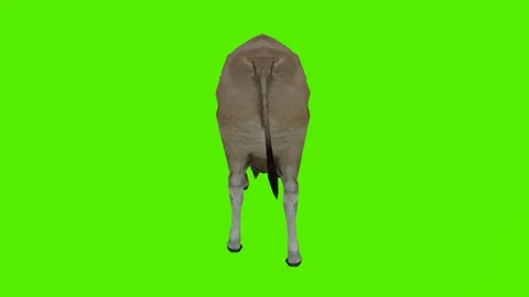 Brown cow standing from the back Video stock 246730665