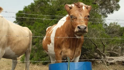 Brown cow standing behind wired fence and looking at camera Stock Footage 242831819