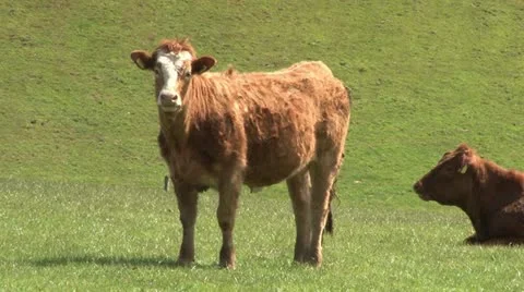 Brown Cow Standing Stock Footage 11518000