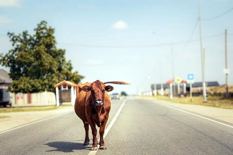 Brown cow standing in front of empty country road Stock Photos