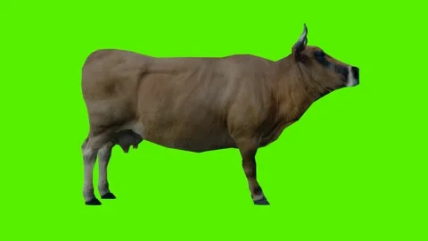 Brown cow standing from side angle Vidéo 246730666