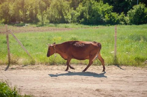 Brown cow standing smart on grass field against the evening light. Cow fun Stock Photos