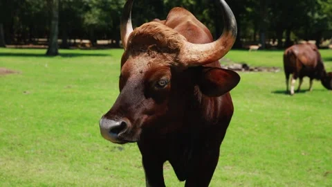 A brown cow standing on top of a grass covered field Stock Footage 155355129