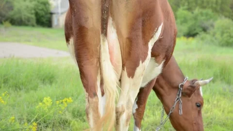 A brown cow stands with its back toward the camera while grazing 動画素材 342433045