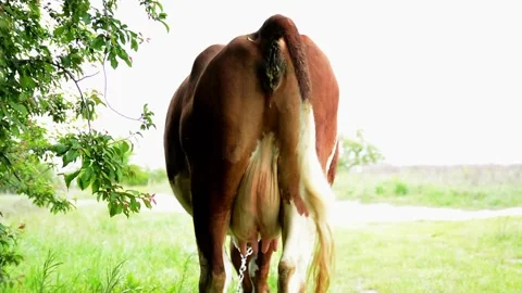 A brown cow stands while defecating Video stock 342433104