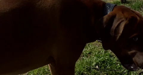 Brown Cow with Tracking Collar Backlit on a Green Pasture Vidéo 340291373