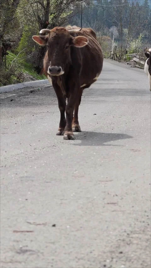 Brown cow walking down a rural road Vidéo 307496376