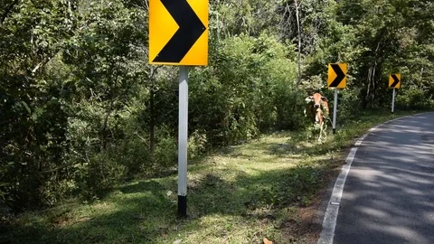 Brown cow walking Stock Footage 81707771