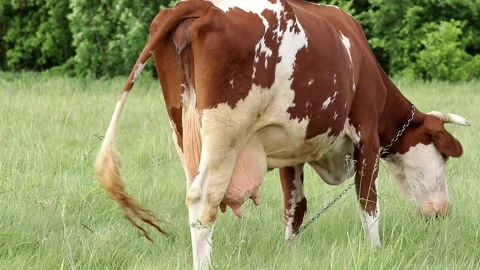 Brown cow walking slowly through meadow and eating grass. Stock Footage 330376807