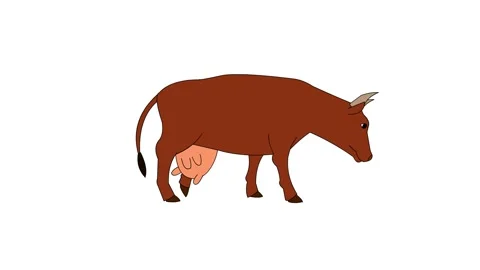 Brown cow walking on white background Stock-Footage 242741879