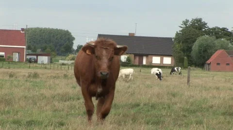 Brown cow walks to camera Stock Footage 836055