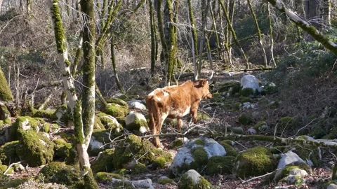 A brown cow wanders through a moss-covered forest with scattered rocks and trees Stock Footage 318194351
