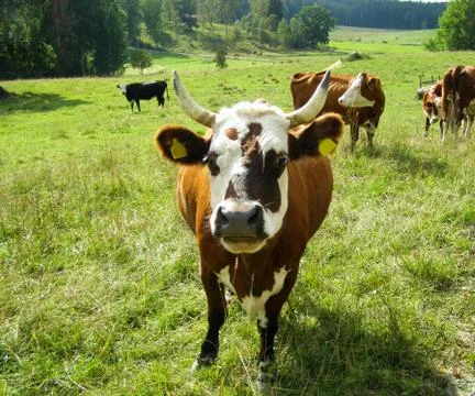 Brown cow with white muzzle Foto stock