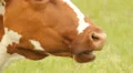 Brown cow with white spots on a summer pasture Vídeos en HD