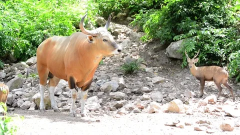 Brown cow(Banteng) Video stock 91695277