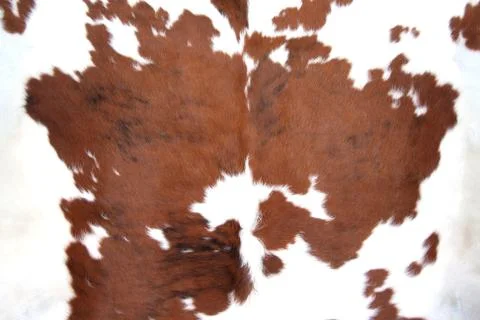 Brown cowhide Stock Photos