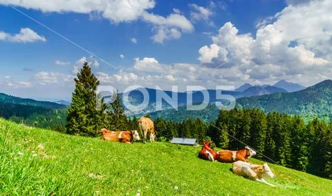 Brown cows in the alps of Bavaria - Germany Stock Photos