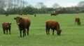 Brown cows and calfs. HD Footage