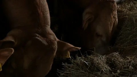 Brown cows and cattle in the barn eat forage 스톡 동영상 157408186