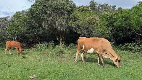 Brown cows - Cattle grazing on fresh grass with trees in the background Stock Footage 330193952