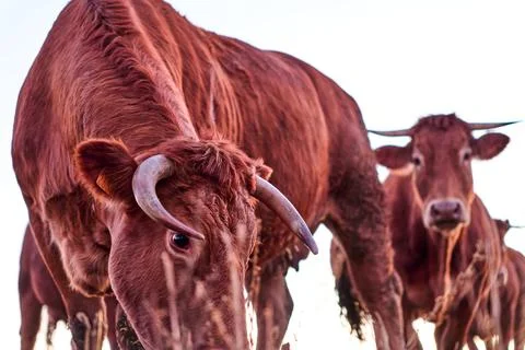 Brown Cows Close-Up 스톡 사진