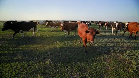 Brown cows contentedly eating grass in a picturesque meadow. 스톡 동영상 308971405