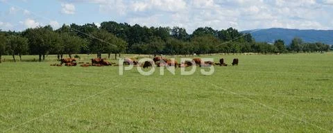 Brown cows in the czech country Stock Photos