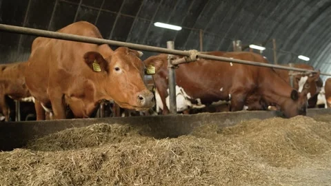 Brown cows with ear tags eating from trough in agricultural barn Stock Footage 335415050