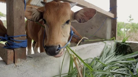 Brown Cows Eating In A Cowshed. Video stock 89879592
