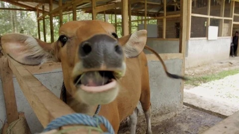 Brown Cows Eating In A Cowshed. Stock Footage 89879601