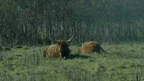 Brown Cows Eating In A Field Video stock 234237126