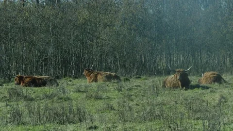 Brown Cows Eating In A Field Video stock 234237201