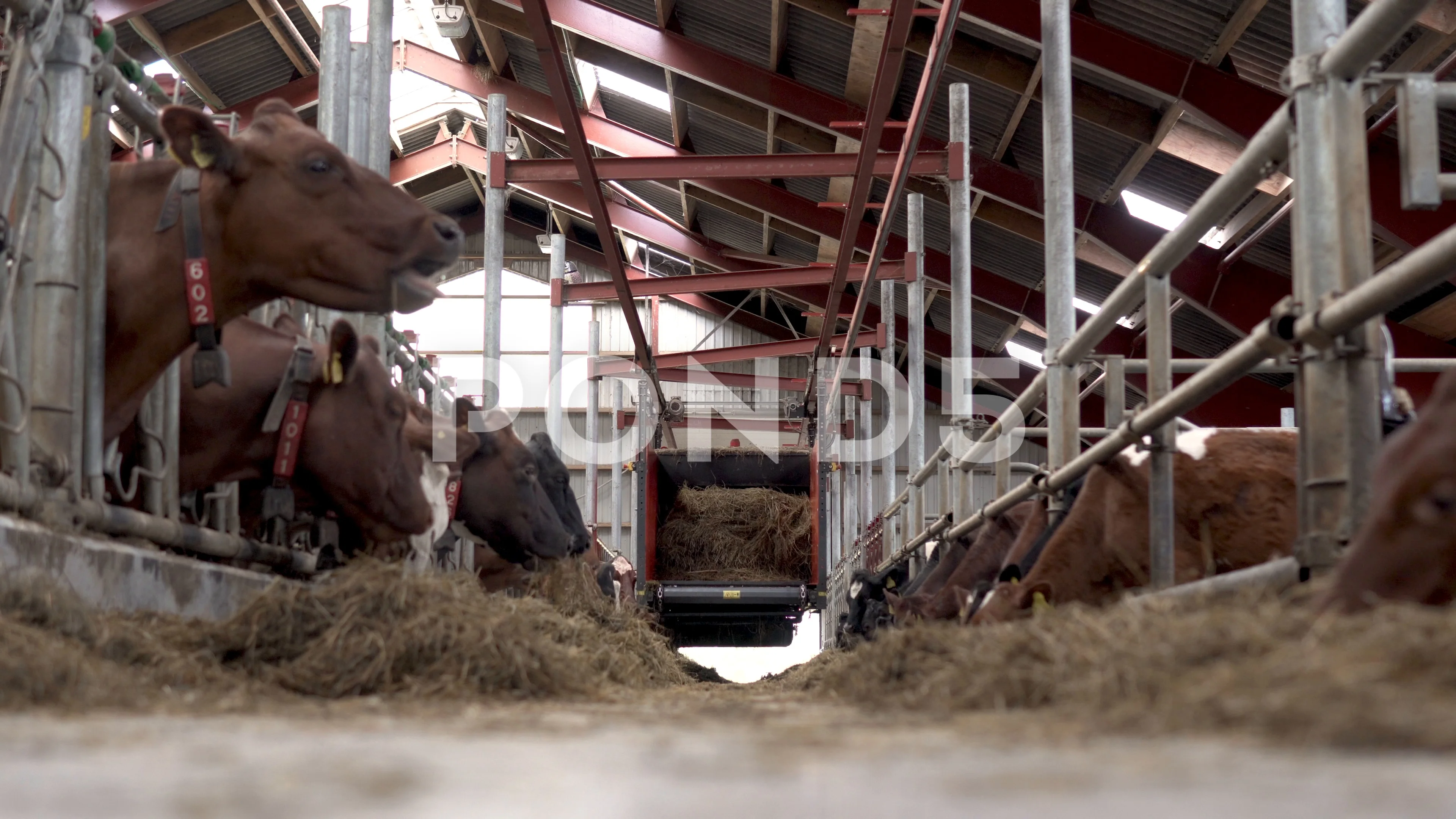 Brown Cows Feeding In Barn Stalls With Machine Giving Feed Clip