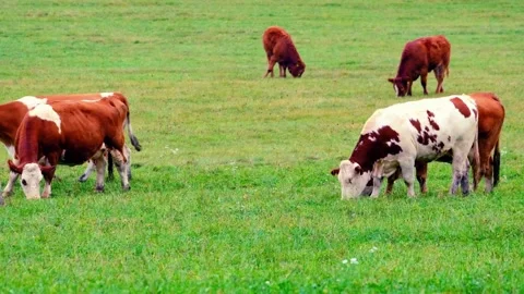 Brown Cows Feeding in Open Green Pasture Stock Footage 314298529