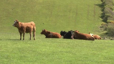 Brown Cows in Field Stock Footage 11518013