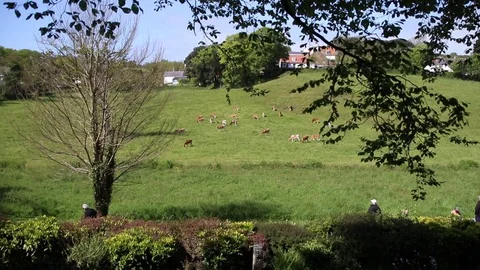 Brown Cows on field Stock Footage 89588120