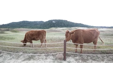 Brown cows in the field Video stock 310919837