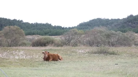 Brown cows in the field 스톡 동영상 310919838