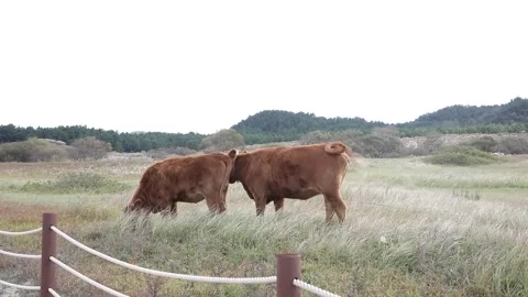 Brown cows in the field 스톡 동영상 310919841